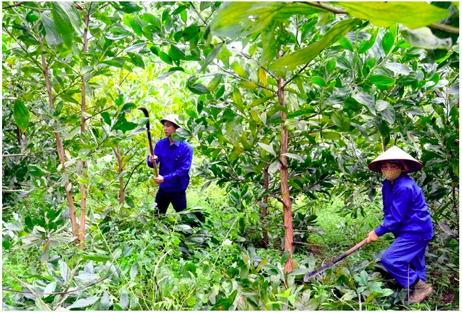 Tuyên Quang: Từng bước Phát triển lâm nghiệp bền vững